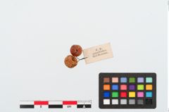 Foto von Bernsteinperlen (NHMW-PRAE-024015)